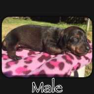 Available male