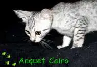 Curious little Cairo
