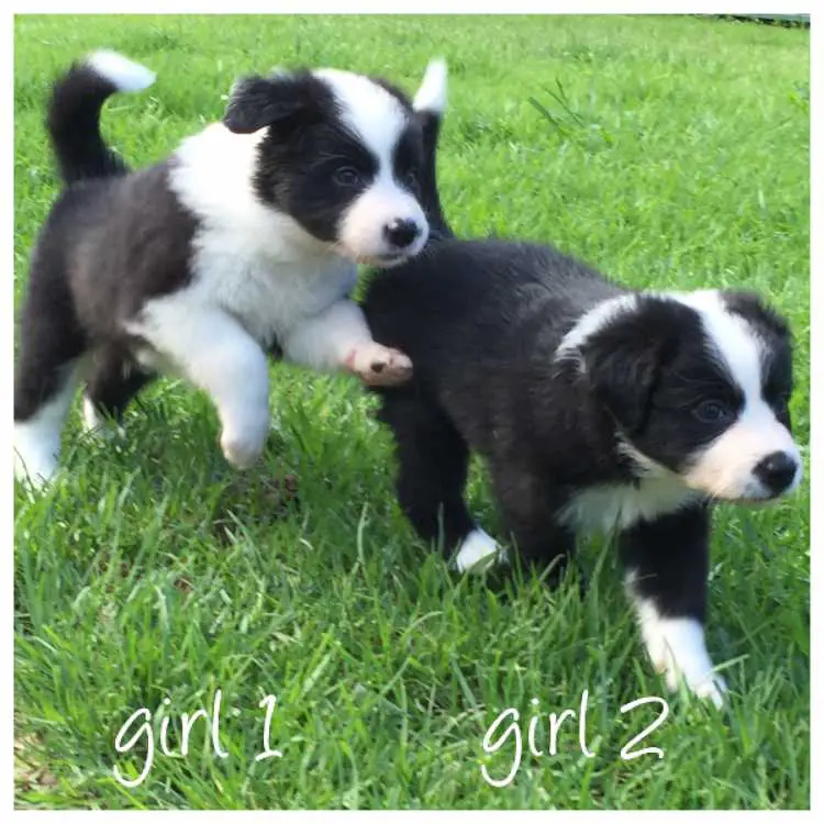 Border Collie puppies for sale 