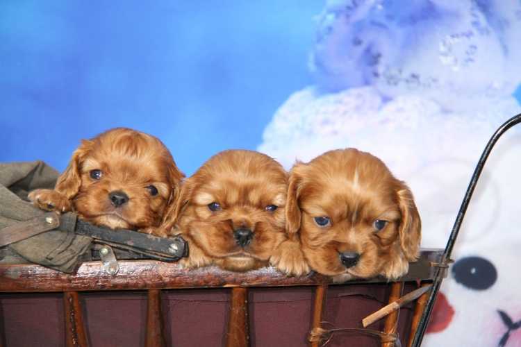 KING CHARLES CAVALIER PUPPIES
