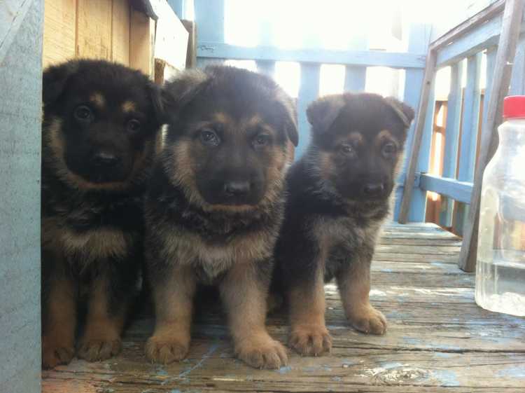 Black Gold German Shepherd puppies