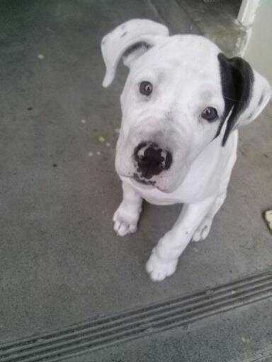 FOR SALE STAFFY X