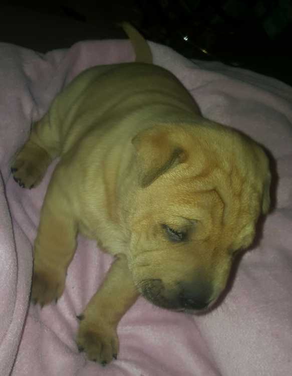 Female sharpei puppy sold pending pick up