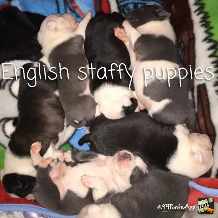 Pure breed English staffy puppies 