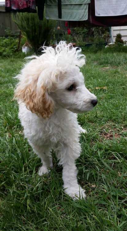 TOY POODLE (Silver) Ready to go to loving home now
