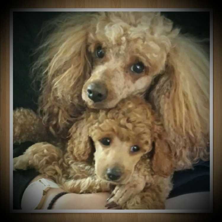 Toy Poodles Red &amp; Apricot