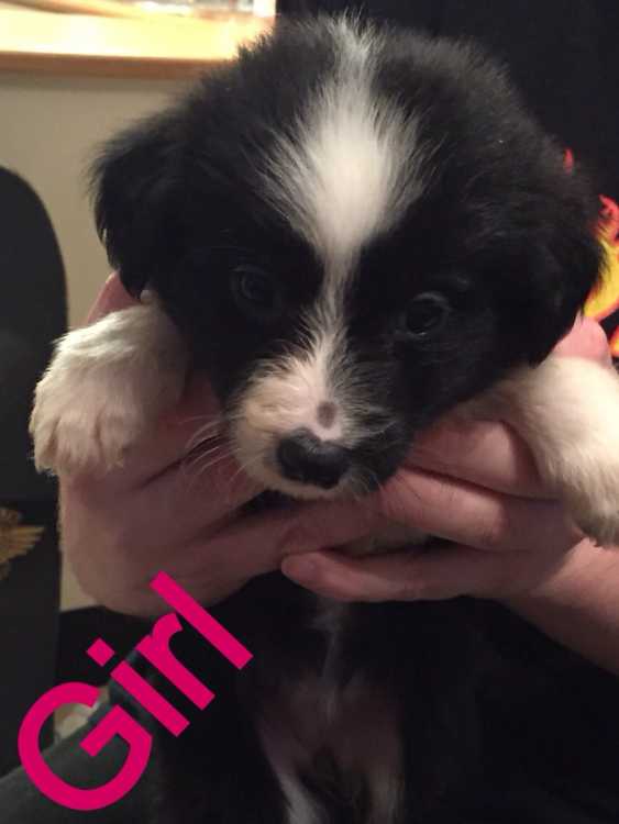 Pure Bred Border Collie Puppies For Sale