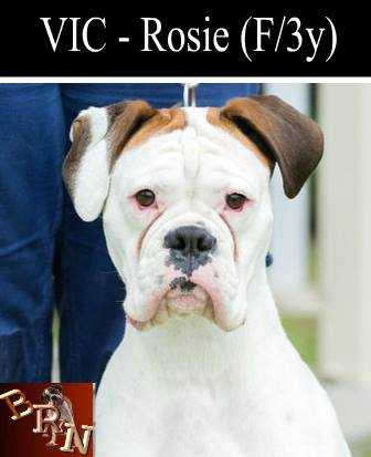 VIC - Rosie (F/3y)