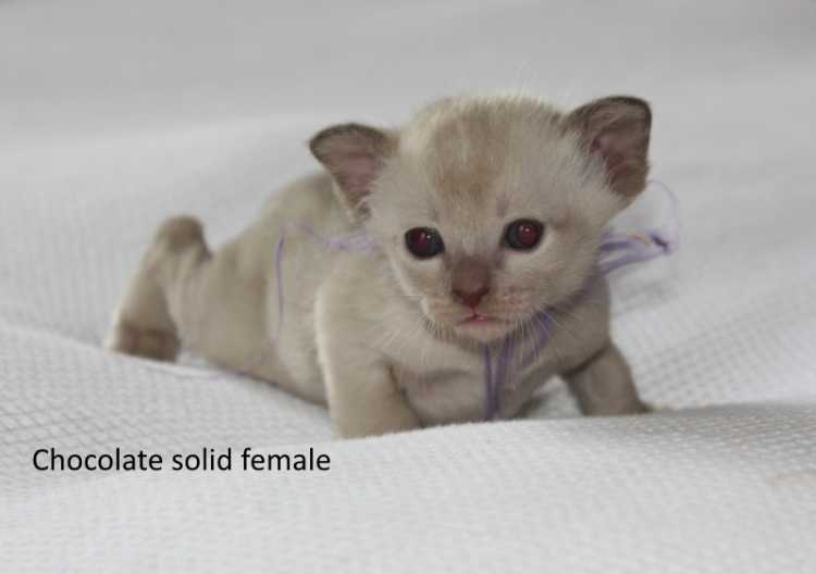 Tonkinese Kittens - Simply Stunning - Registered 