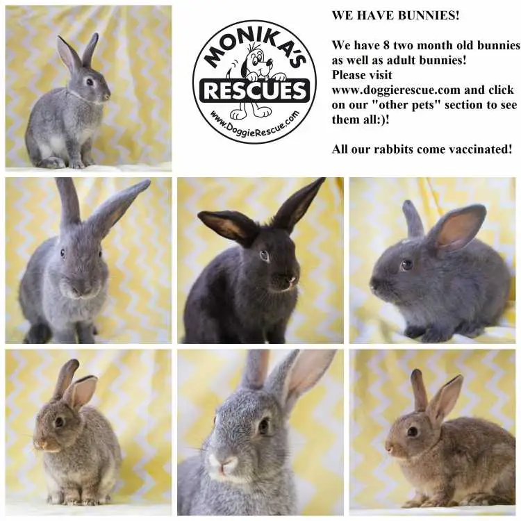 RESCUE a bunny instead of buying from PETSHOP
