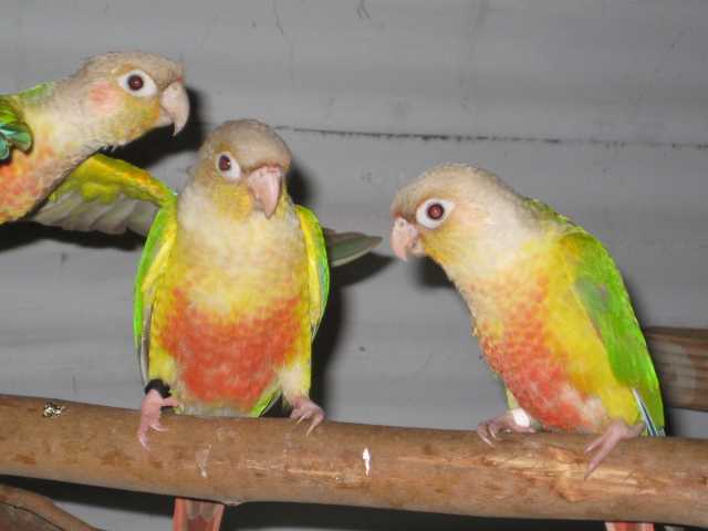 DNA SEXED PROVEN BREEDING PAIR OF PINEAPPLE CONURE