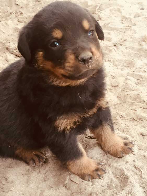 Pure breed Rottweiler 