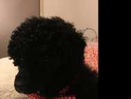 Toy Poodle male