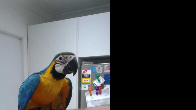 Macaw Baby Blue &amp; Gold Male Handraised