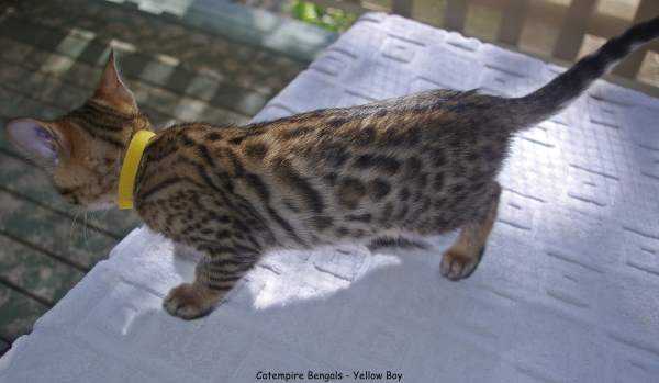 Bengal male desexed kitten