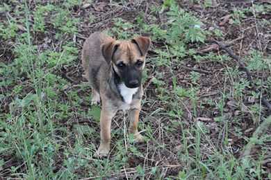 Rescue Pup - Jack Russell Cross