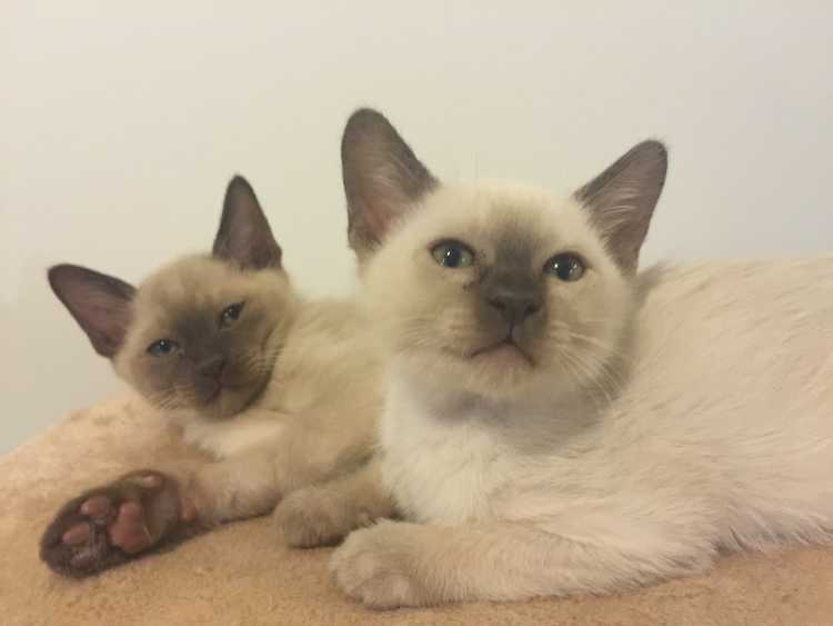 Cuddly Burmese Kittens for sale