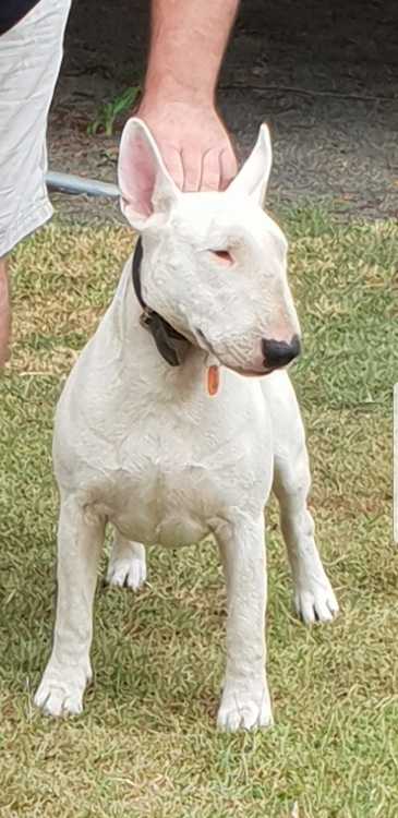 Bull terriers English Miniature ONLY2 FEMALES LEFT