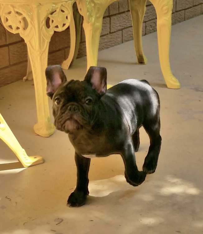 LAST FRENCH BULLDOG PUP SOLD....SOLD...SOLD