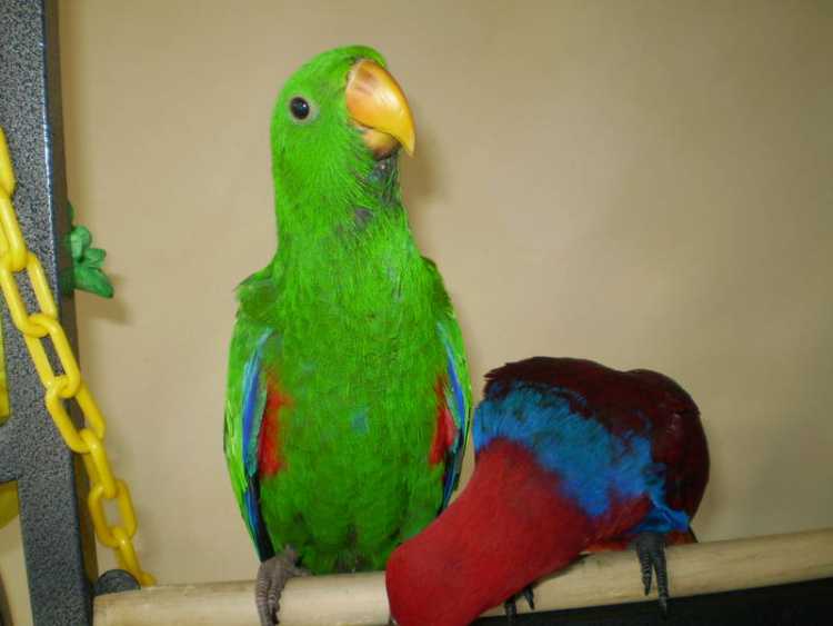 Eclectus parrots...handraised babies