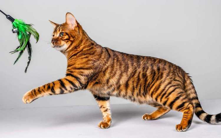 Toyger kittens - pedigree with papers