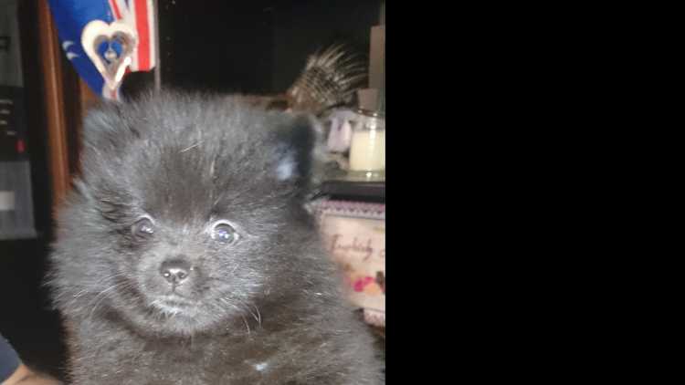 Pomeranian puppies for sale 