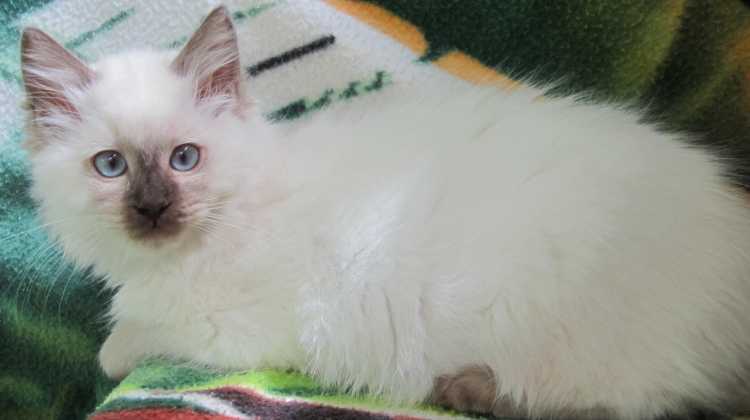 Ragdoll kittens for sale Registered Breeder