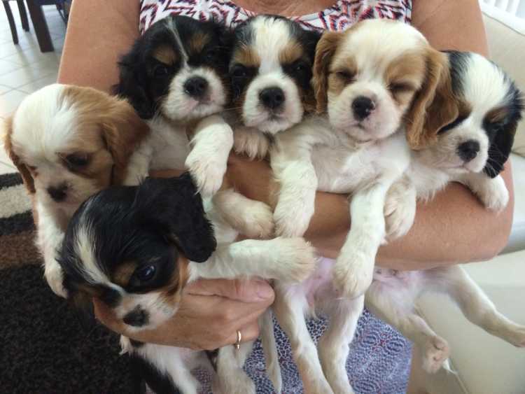 Prince Charles Cavalier Puppies