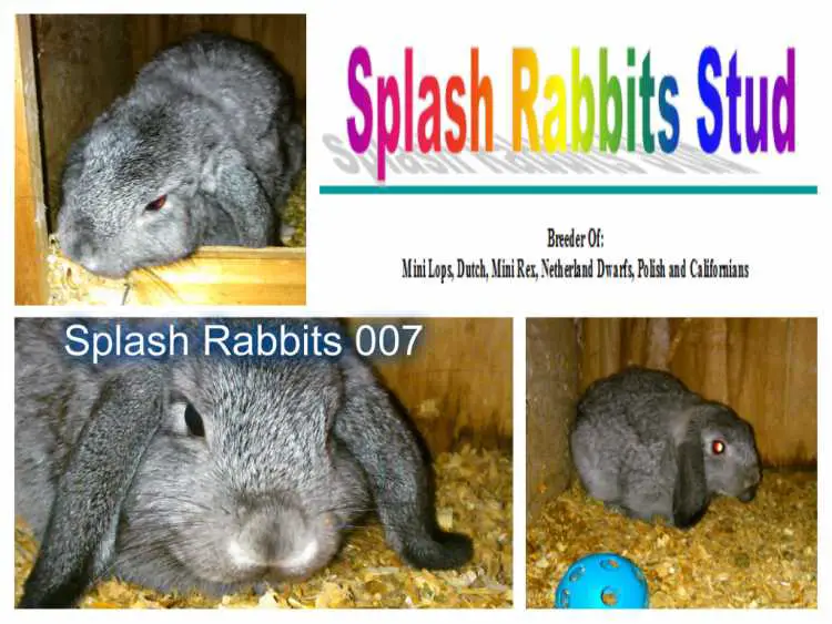 Relocating ~BUNNIES IN NEED OF A NEW HOME ASAP~