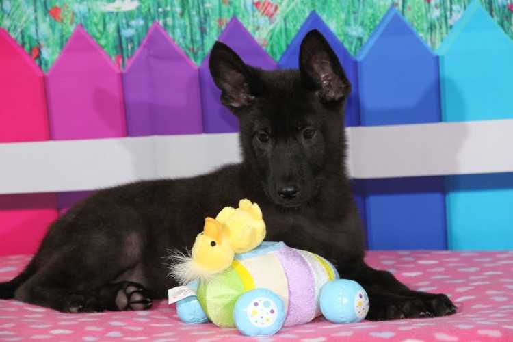 GERMAN SHEPHERD OLD STYLE PUPPIES FOR SALE