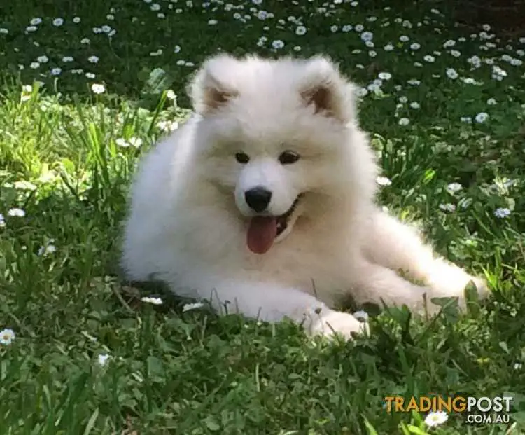 Samoyed Adorable Puppies Pure Bred