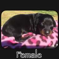 Available female