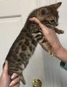 BENGAL KITTENS BROWN SPOTTED CHAMPION BLOOD LINES