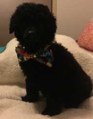 Black Male Toy Poodle