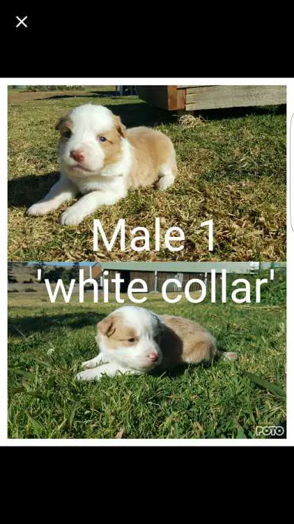 Purebred Border Collie pups