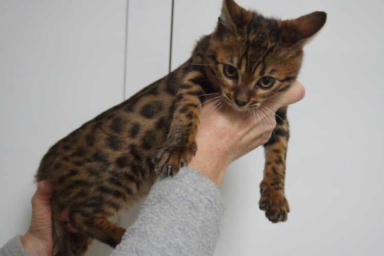 Bengal Kittens Brown spotted