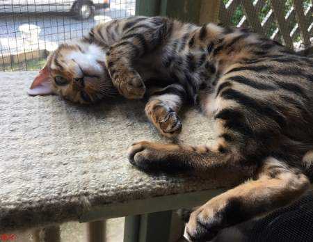 Bengal Male and Female kittens $1200.00 for two