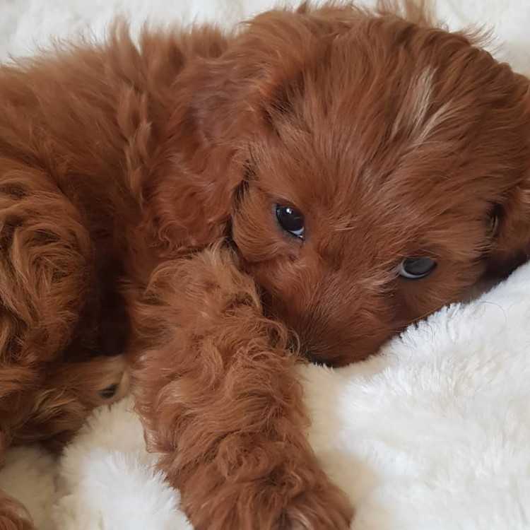 Toy Cavoodle Puppies Available Now