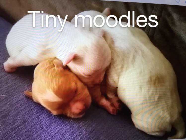 Little Moodles due in 