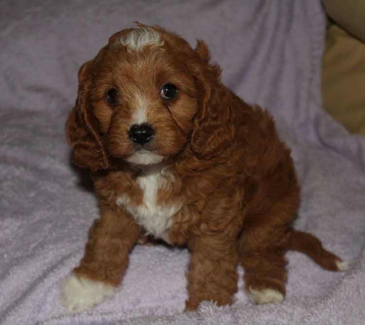 Gorgeous Toy Cavoodle Male
