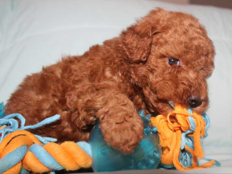 Dark red toy poodle puppies 