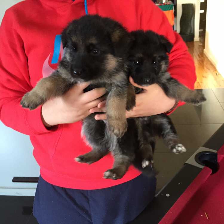 Pure German Shepherd Puppies for Sale