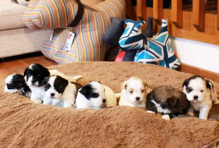 Purebred Lhasa Apso Puppies Pup