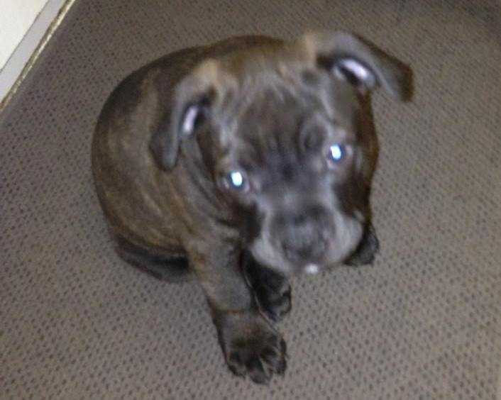 English Staffordshire Bull Terrier Pup/Purebred