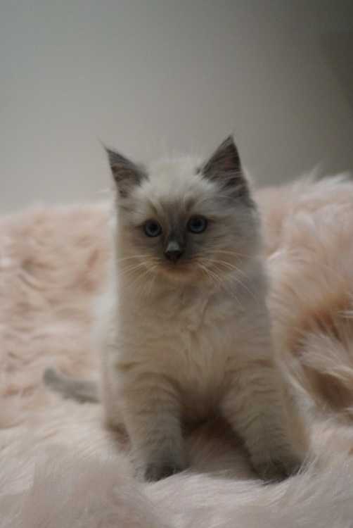 Purebred Pedigree kittens looking for forever home