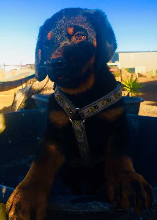 Pure Breed Rottweiler pup