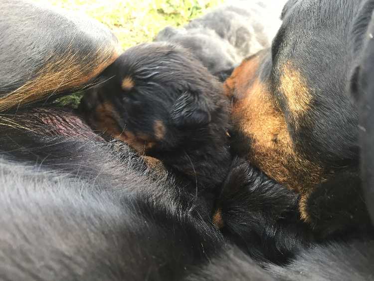 pure breed rottweiler