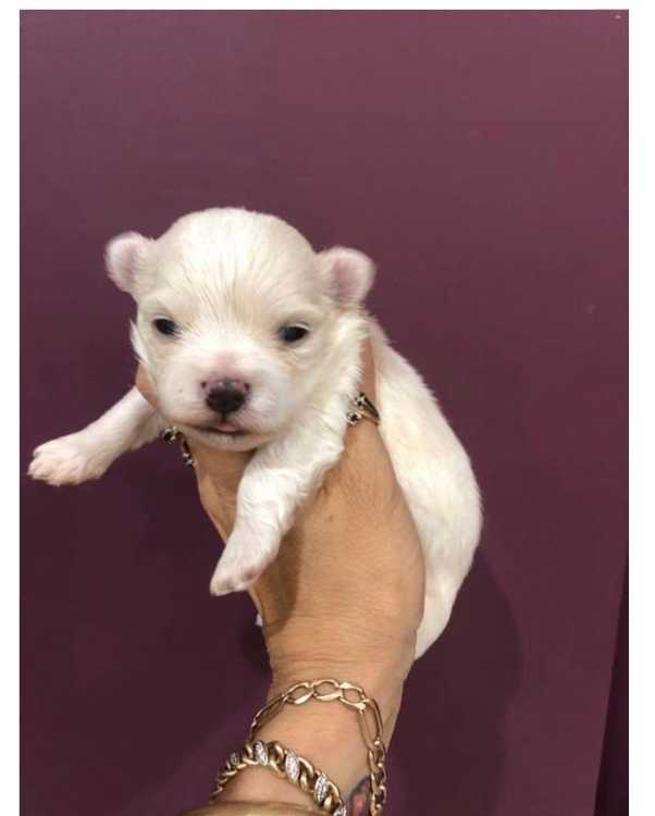 Tiny Maltese purebred pups 