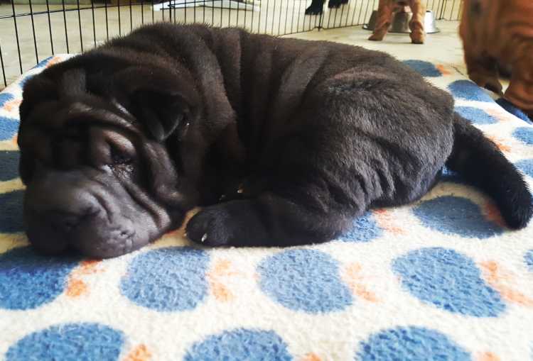 Pedigree Shar Pei Puppies (with papers)