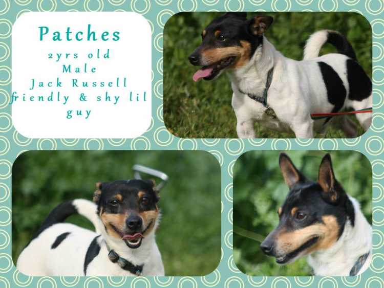 Patches - Looking for his Forever Home